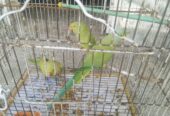 All 3 parrot 🦜 for sale