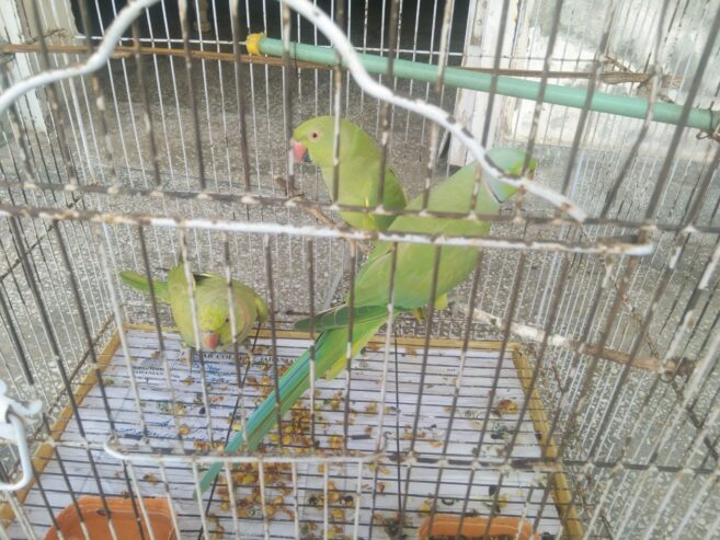 All 3 parrot 🦜 for sale