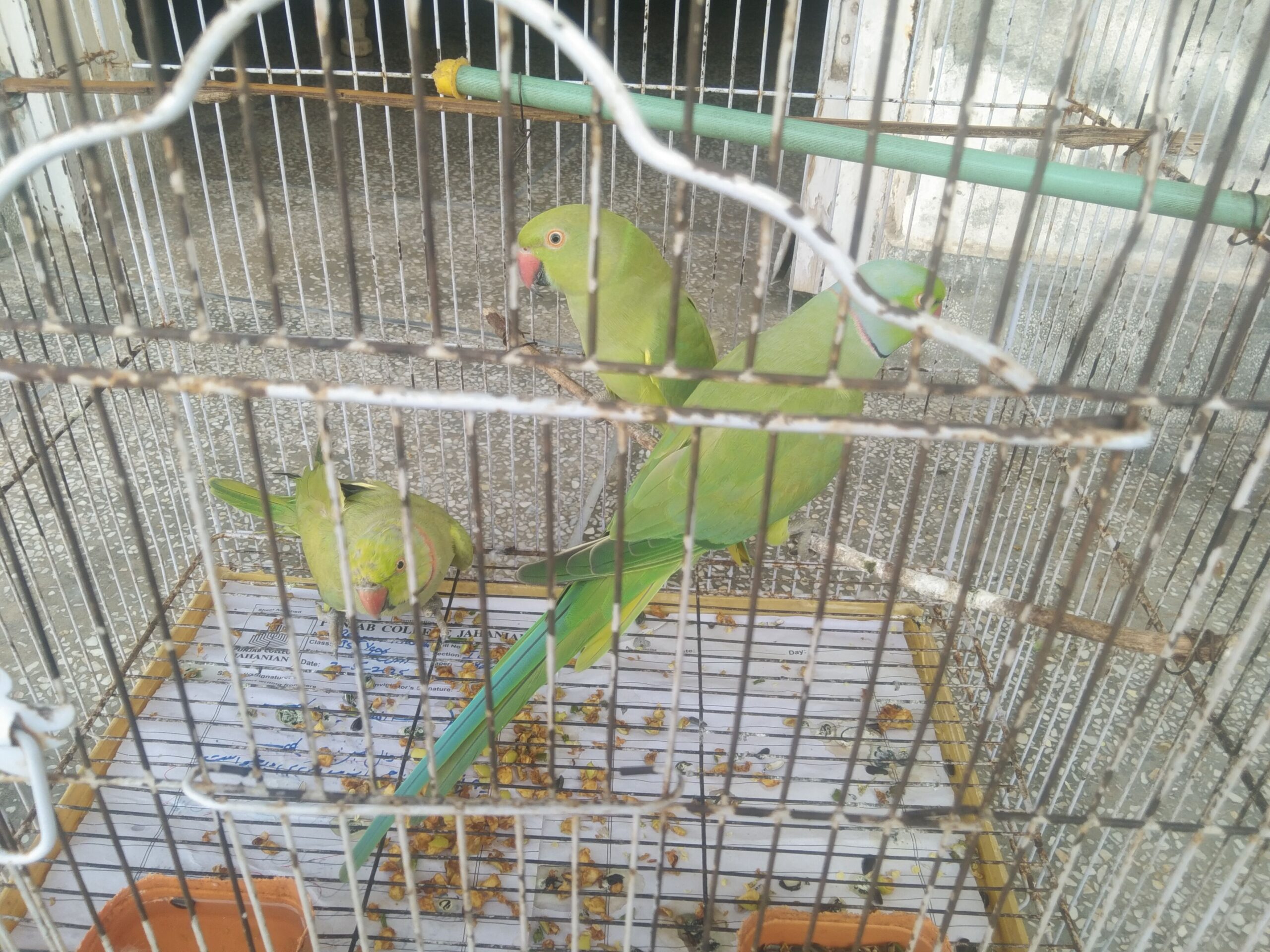 All 3 parrot 🦜 for sale