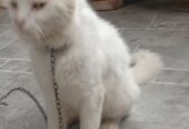Persian cat