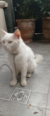 Persian cat