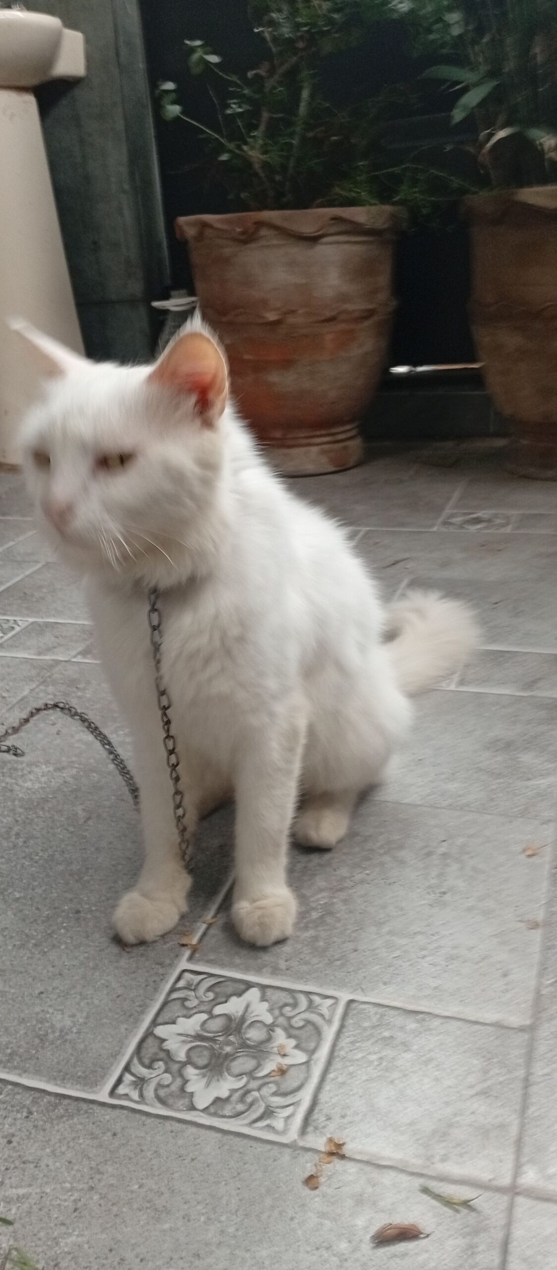 Persian cat