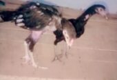 High quality Aseel chicks pair