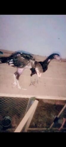 High quality Aseel chicks pair