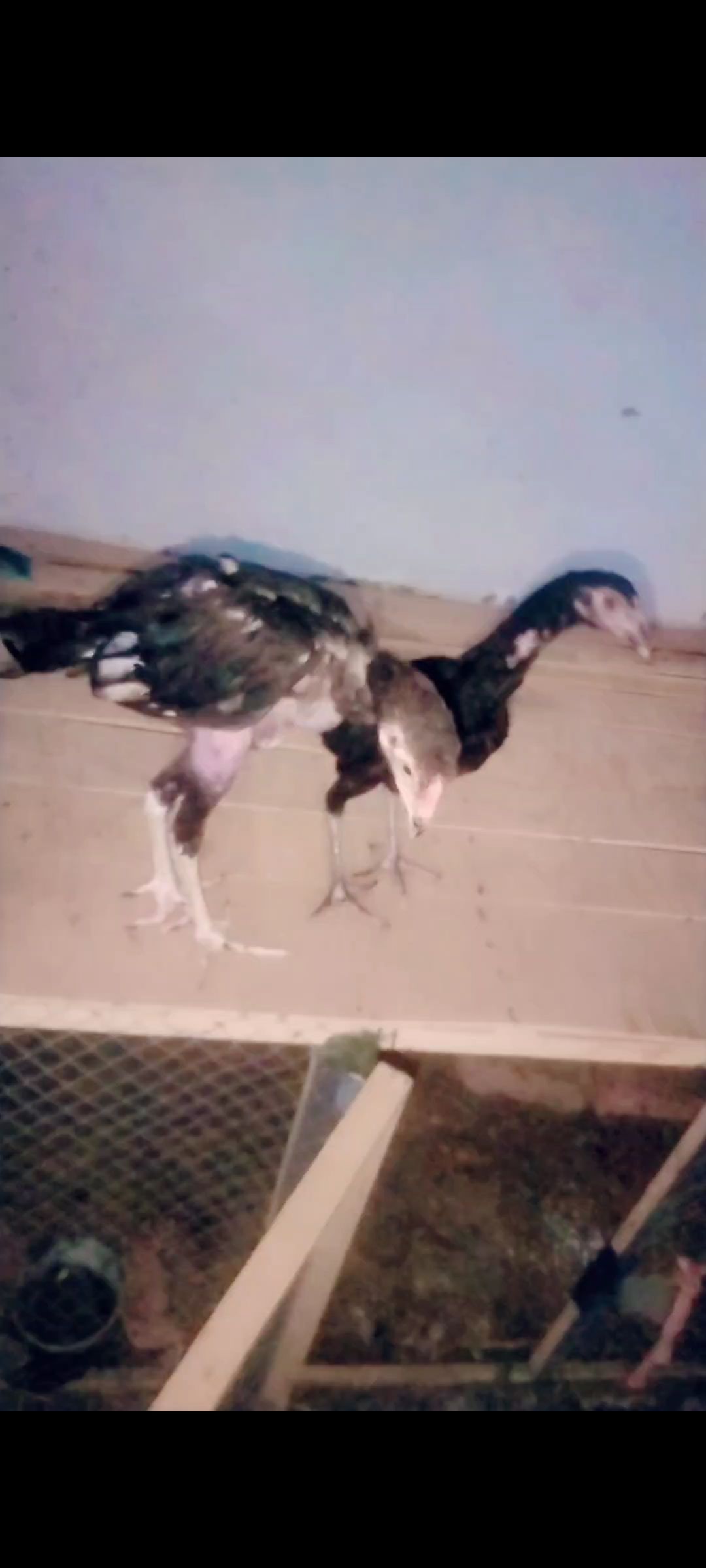 High quality Aseel chicks pair