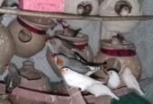 Finches Breeder Pairs Available