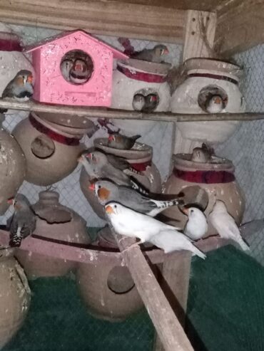 Finches Breeder Pairs Available