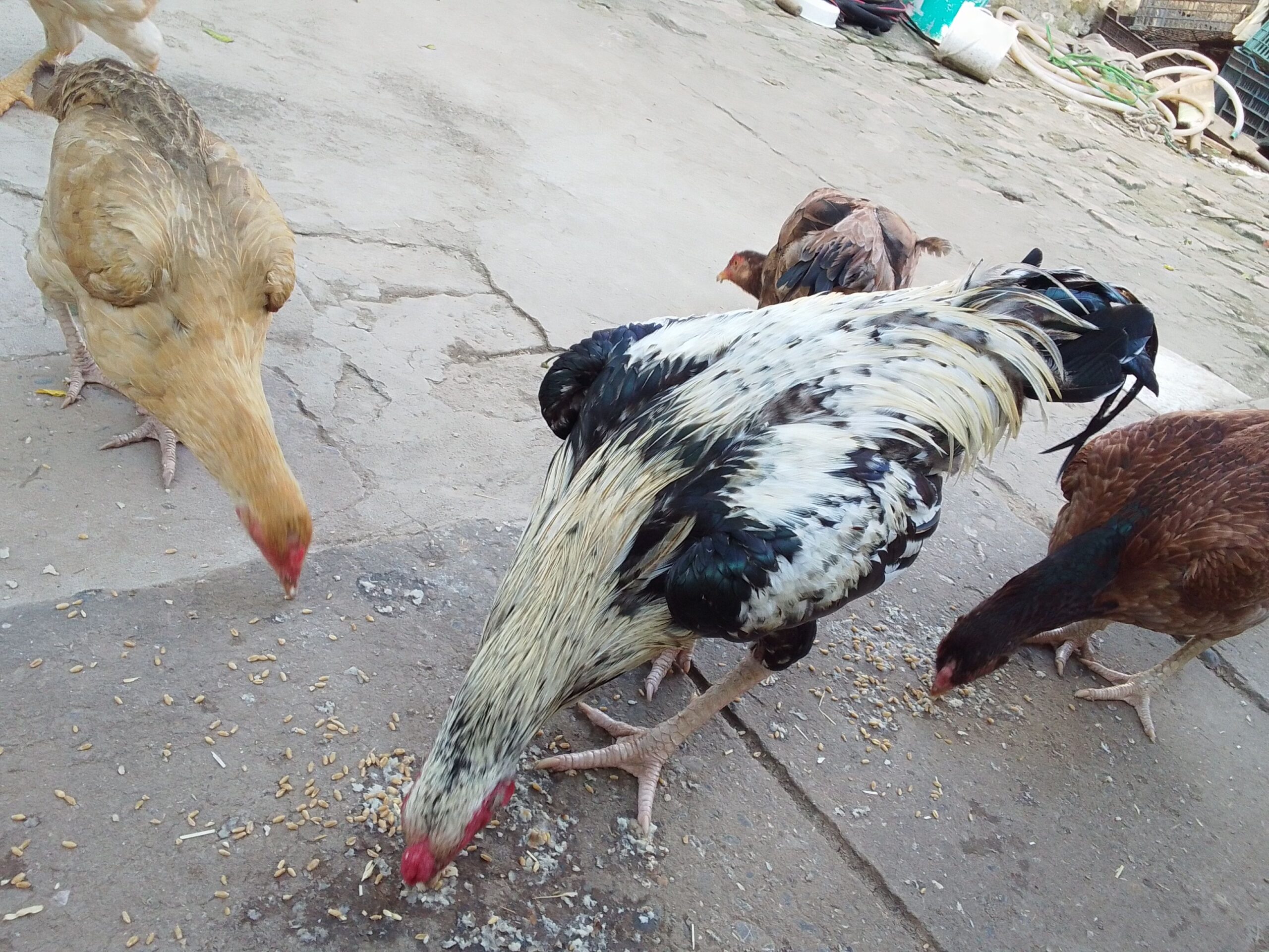 Jawwa Aseel Murgah for sale