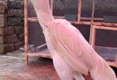 Pure white Garmen shamo