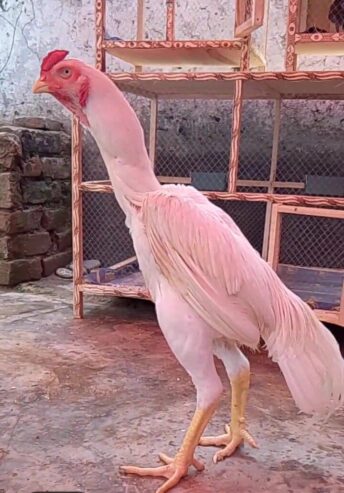 Pure white Garmen shamo