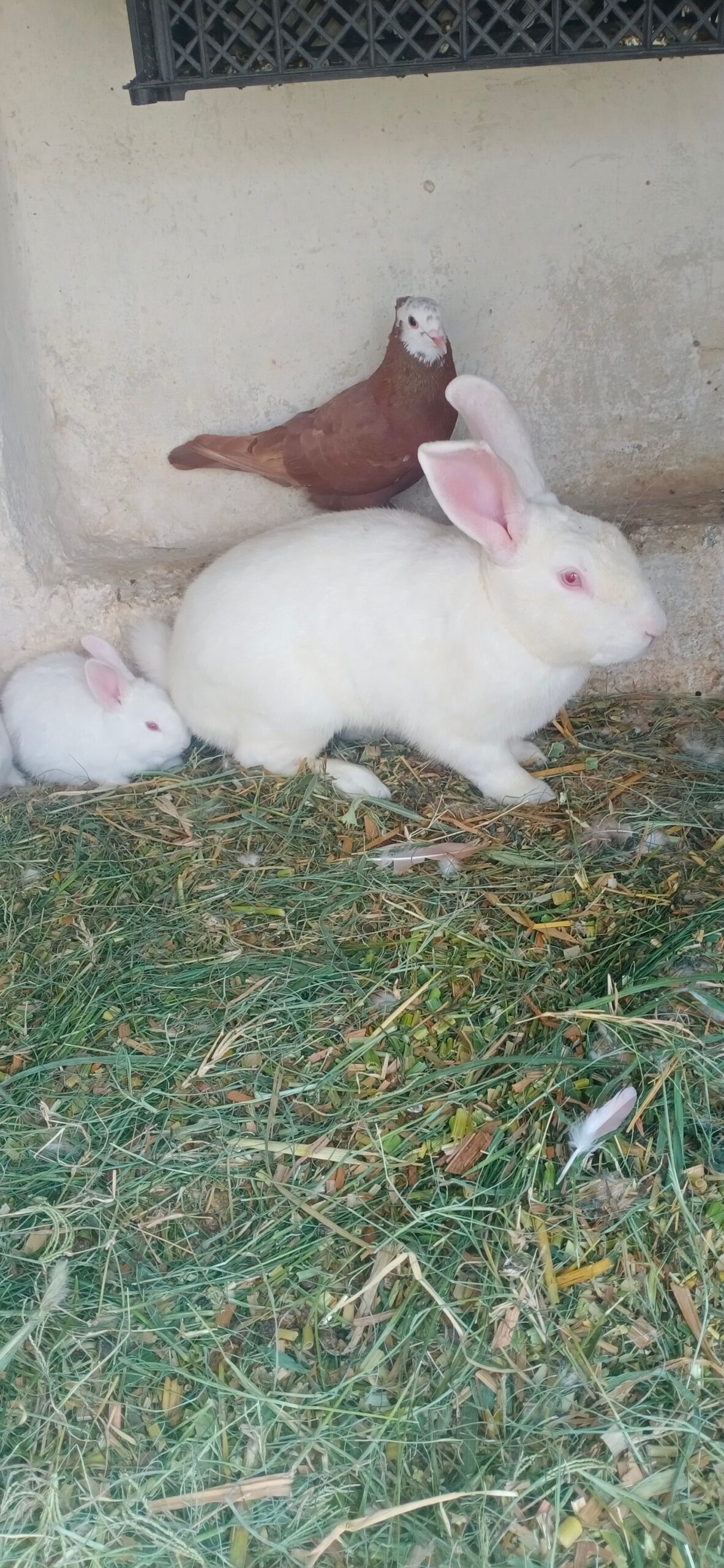 New Zealand white rabbit