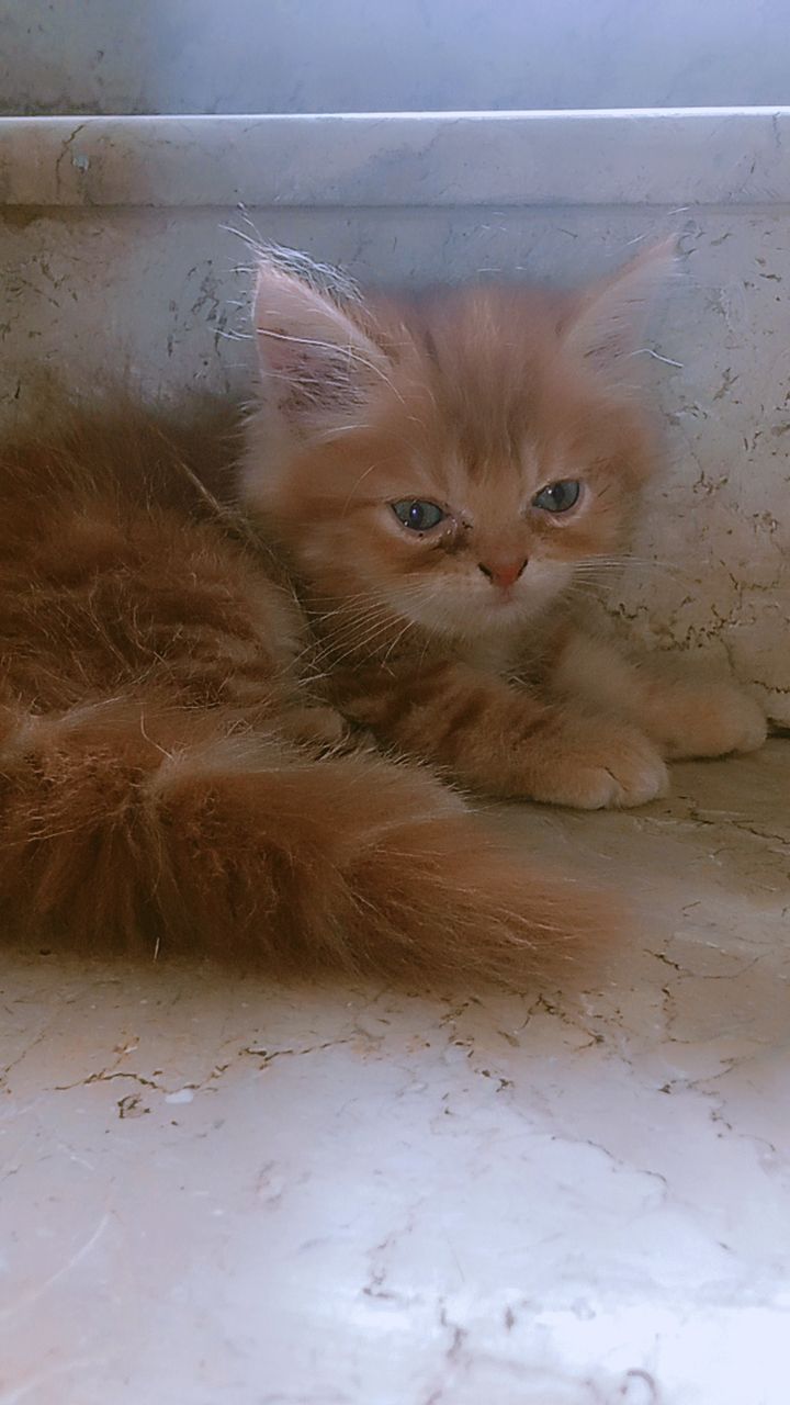 Brownie (Persian cat)