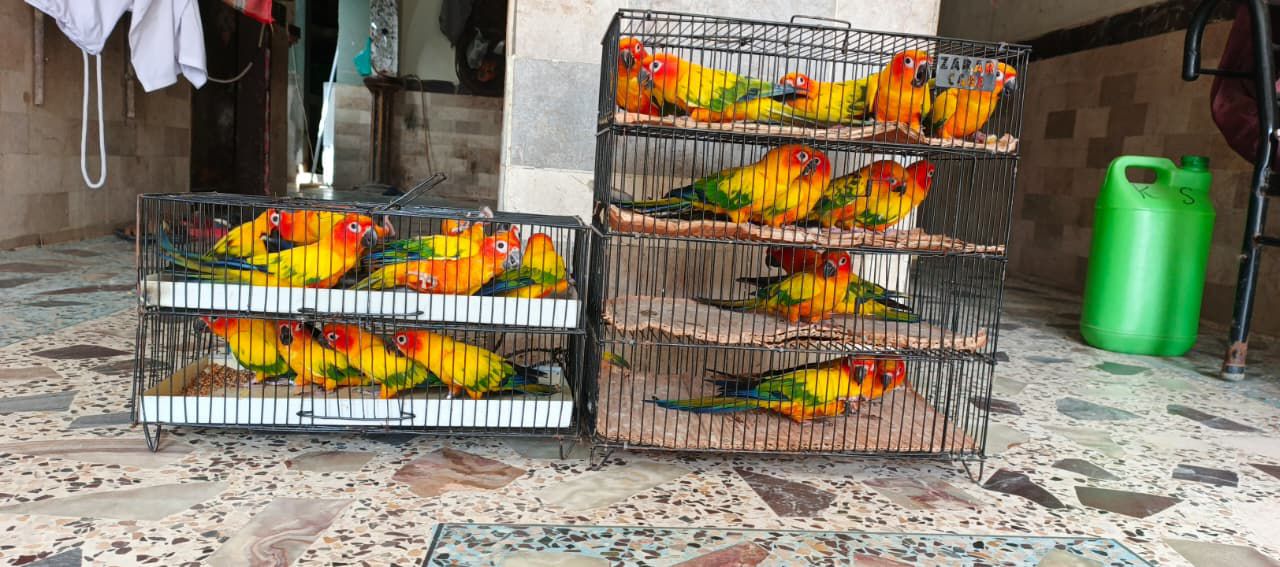 Sun conure breeder pairs available
