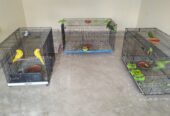 Parrots