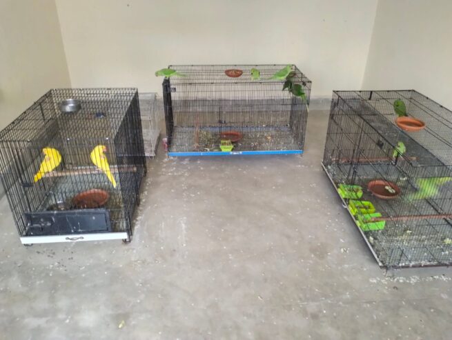 Parrots