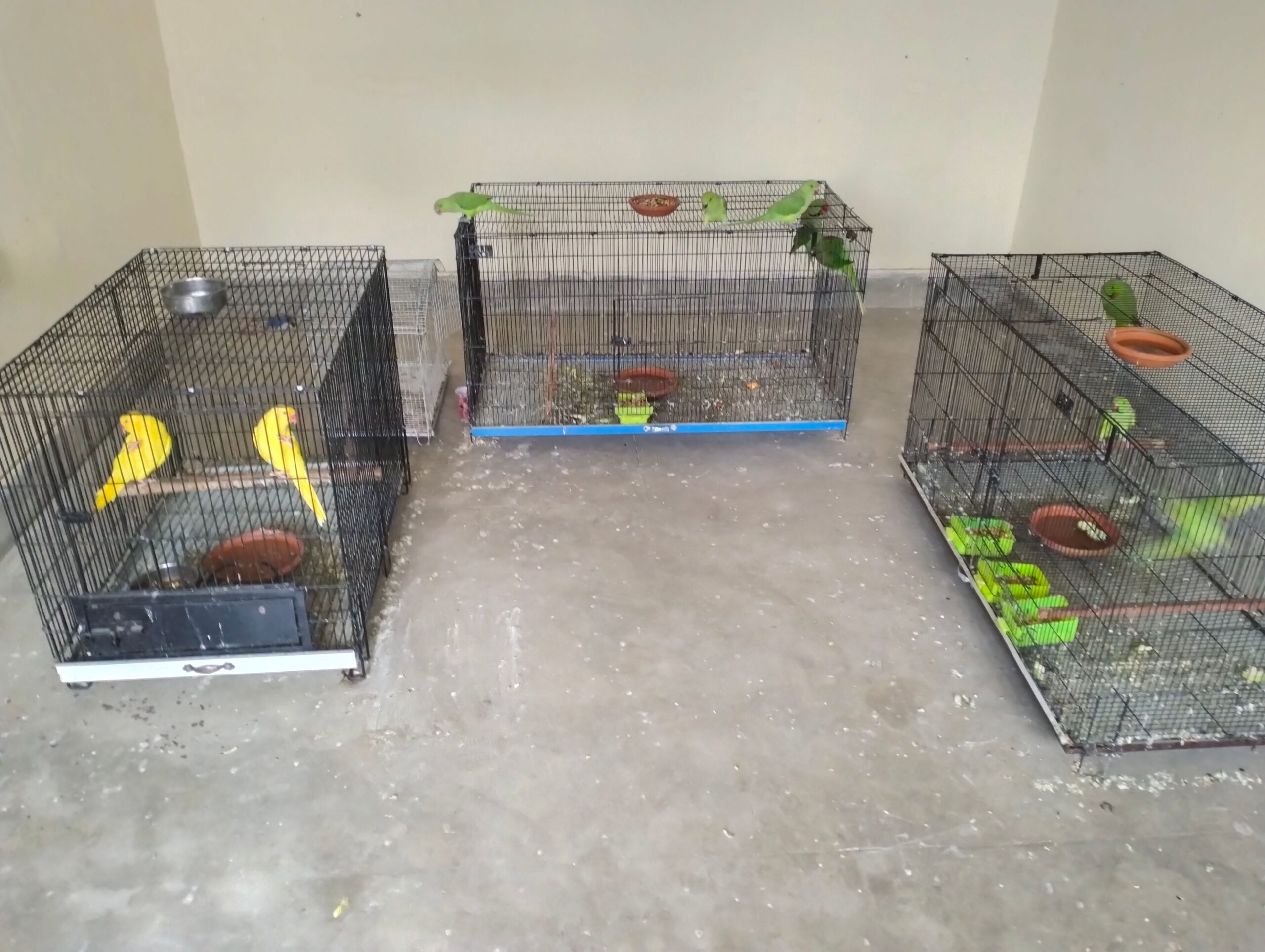 Parrots