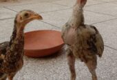 Aseel chick’s