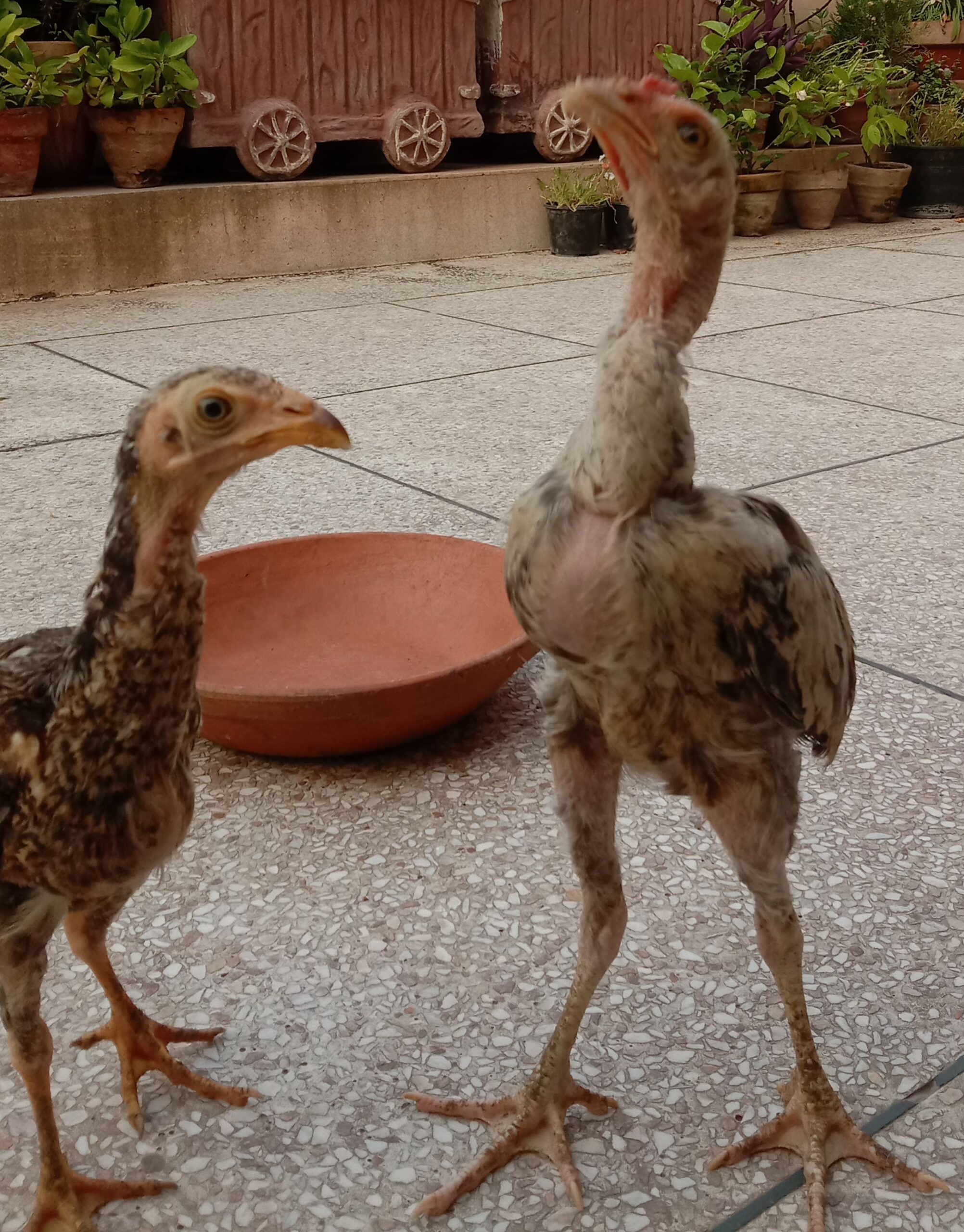 Aseel chick’s