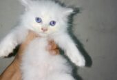Persian kitten