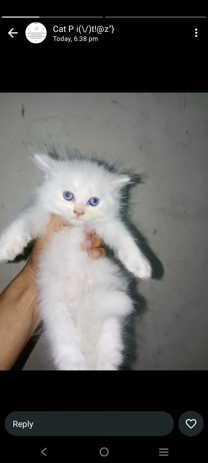 Persian kitten