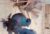 Singapuri pigeons