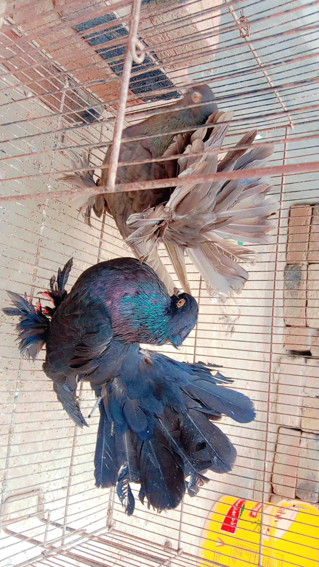 Singapuri pigeons