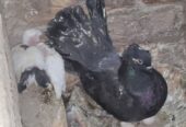 Indian fantail pigeon pair
