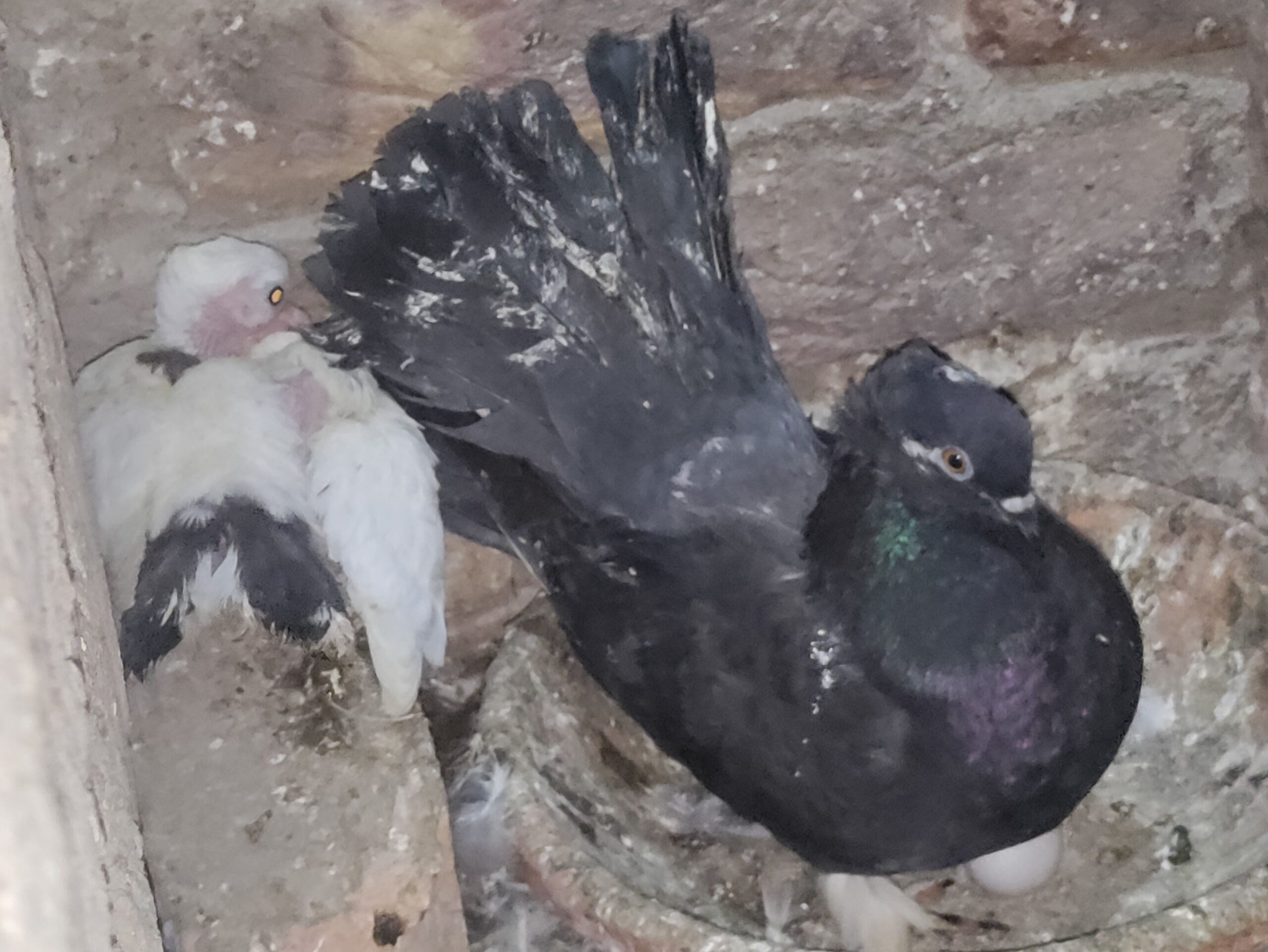 Indian fantail pigeon pair