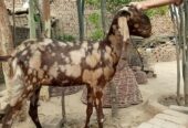 Teen goat