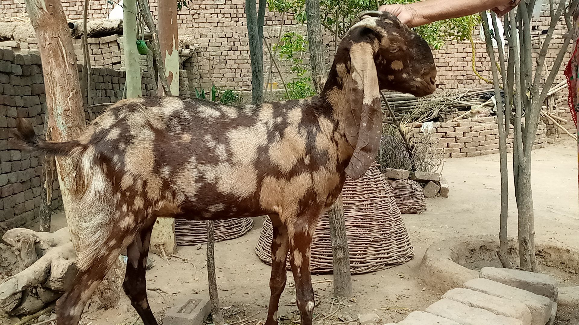 Teen goat