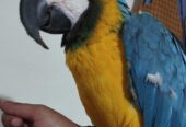 Maccow yellow blue