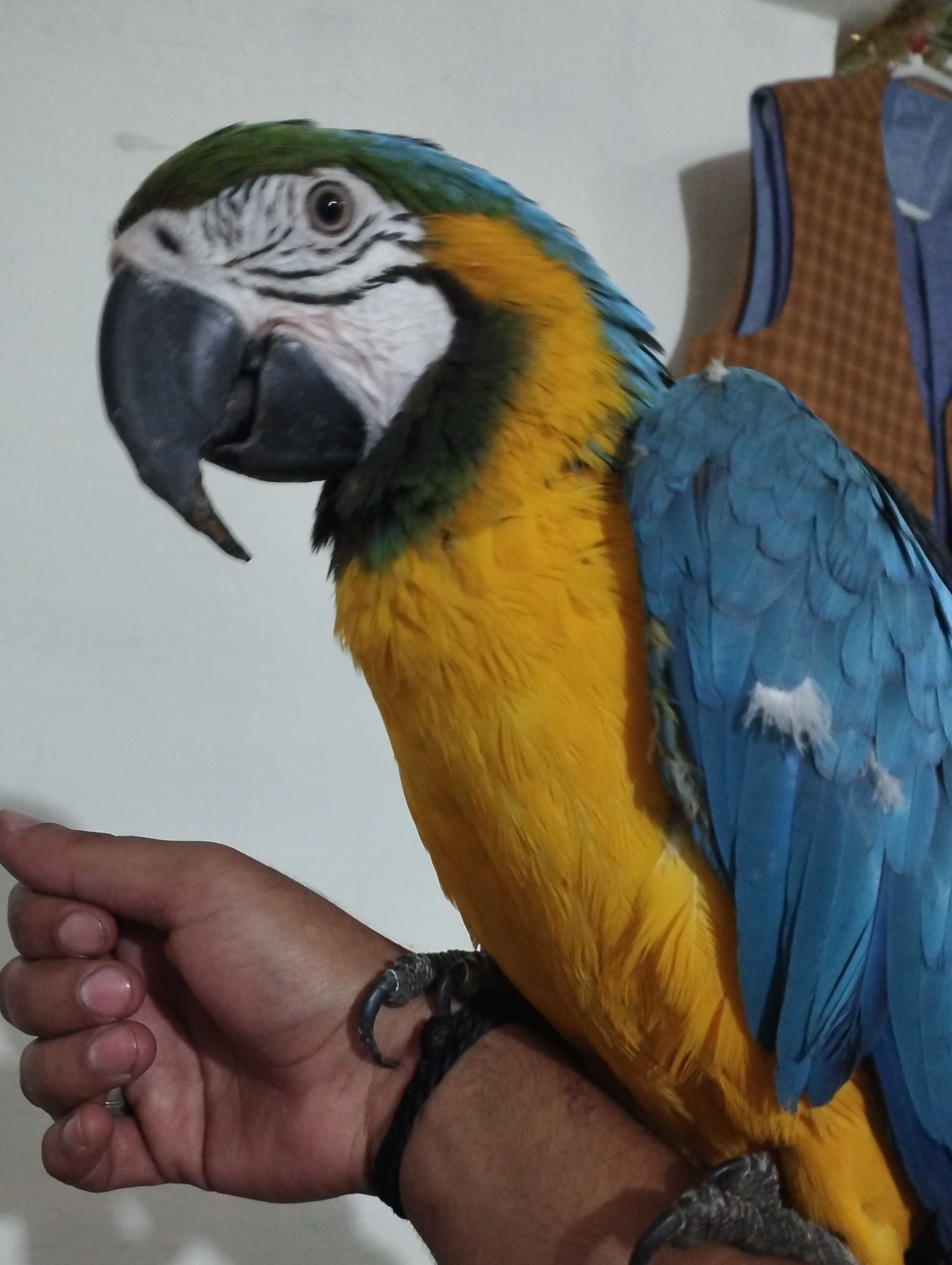 Maccow yellow blue