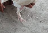 Heera Aseel