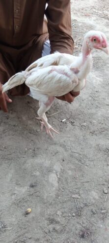 Heera Aseel