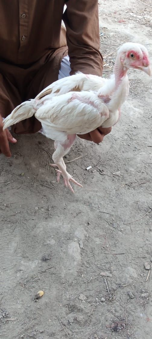 Heera Aseel