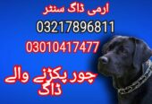Army dog center sindh 03005462358_03010417477
