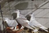 Pigeons