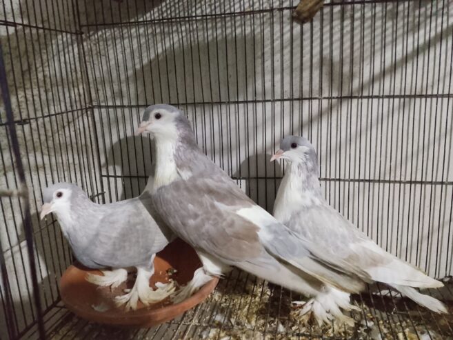 Pigeons