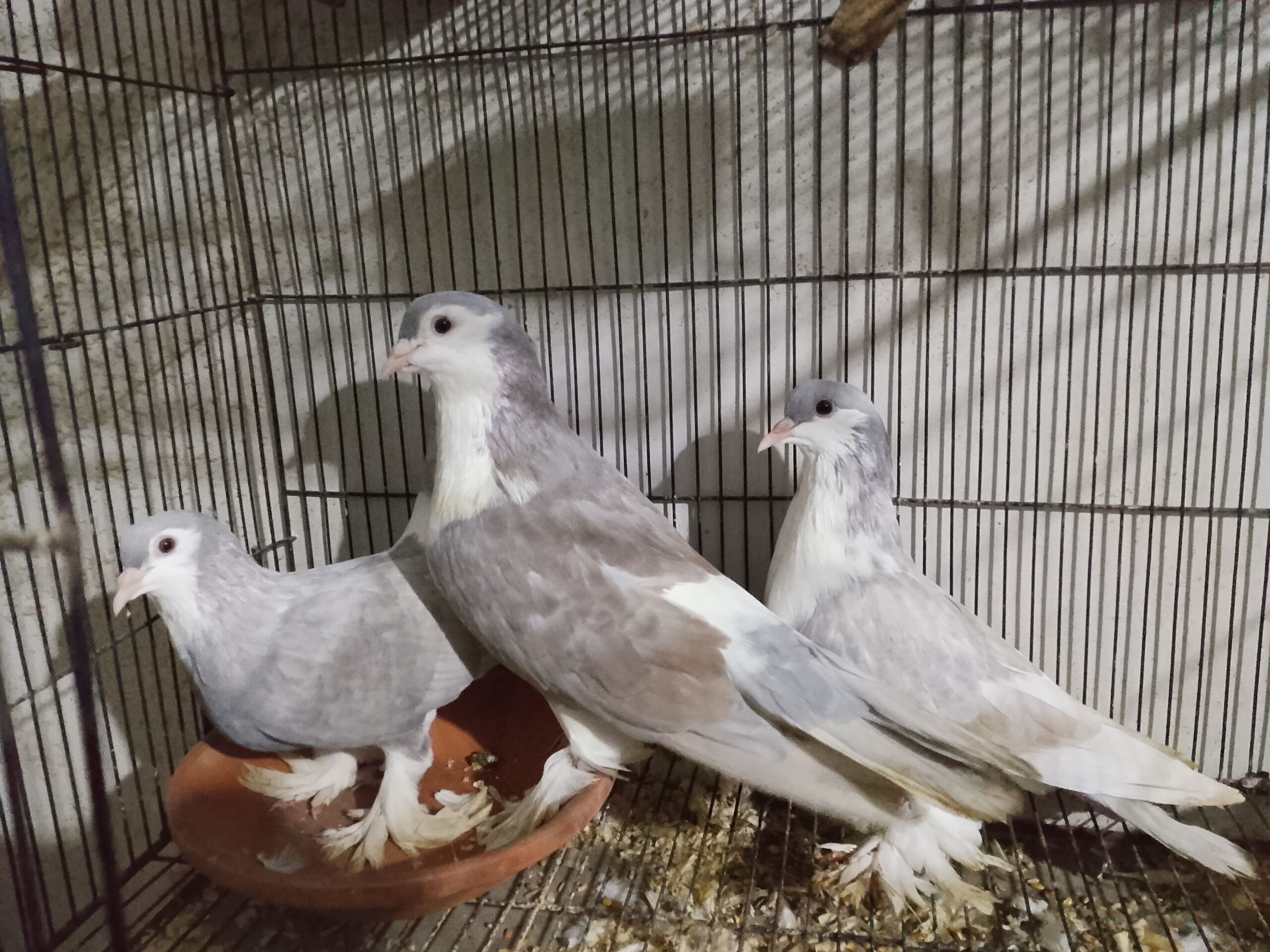 Pigeons
