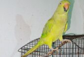Gareen parrot