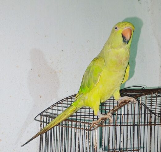 Gareen parrot