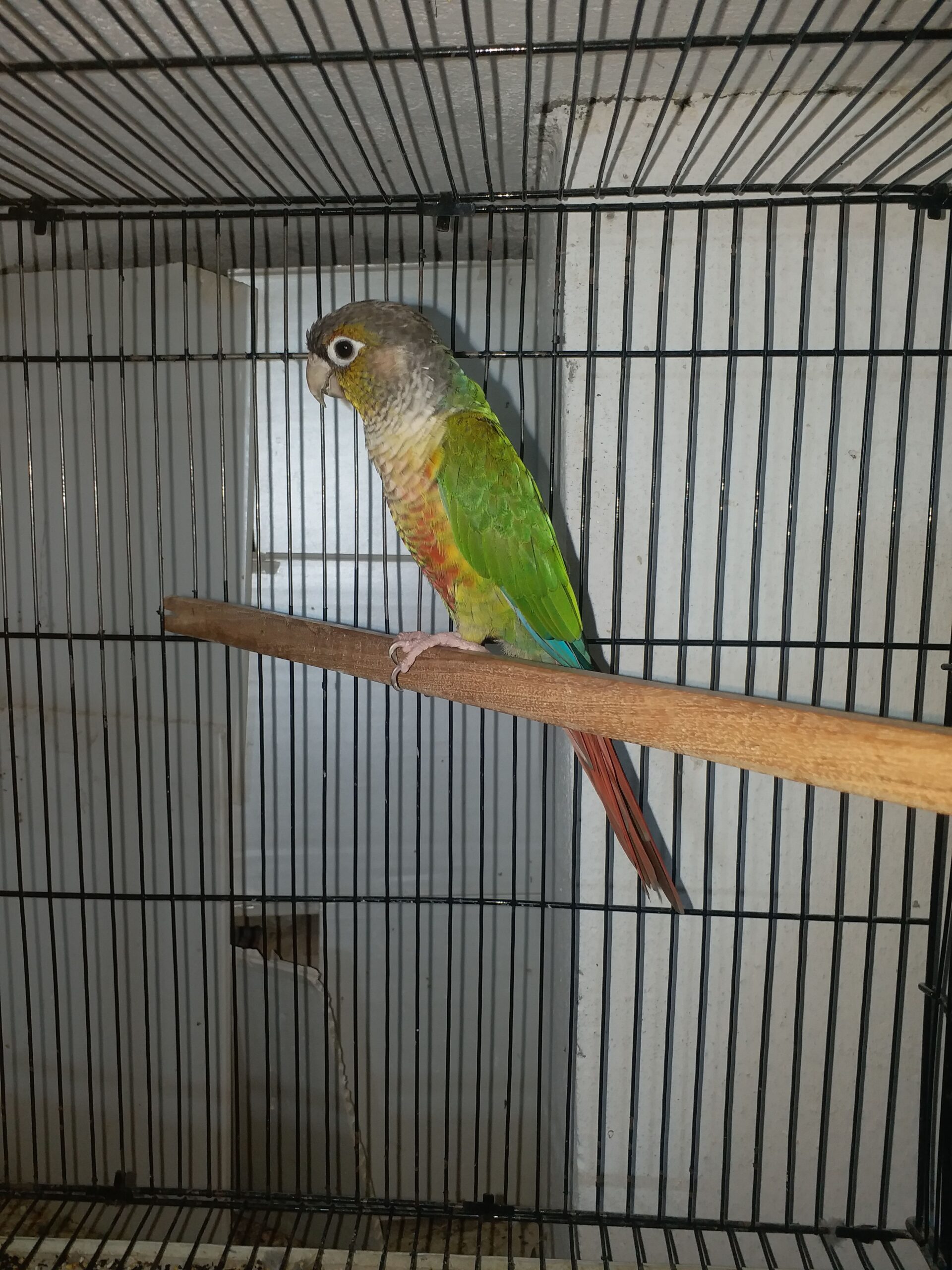 Yellow Sided Conure