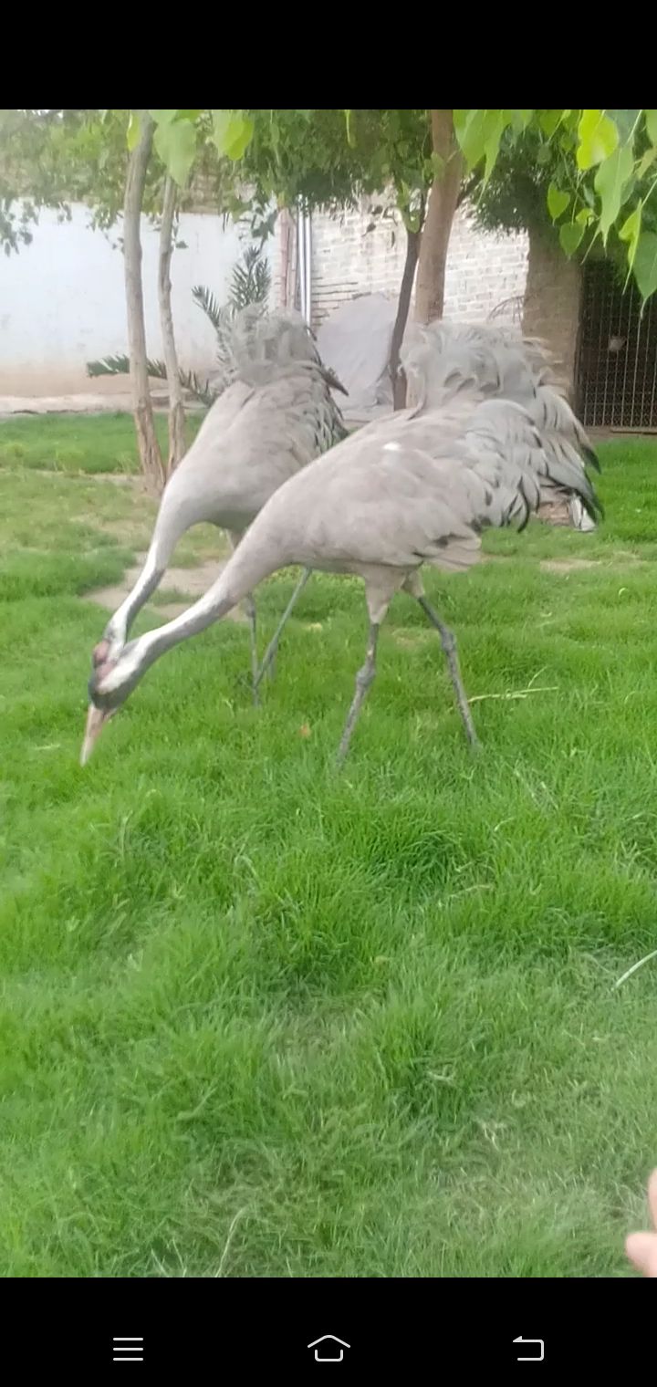 Pair of crains کونج کا جوڑا