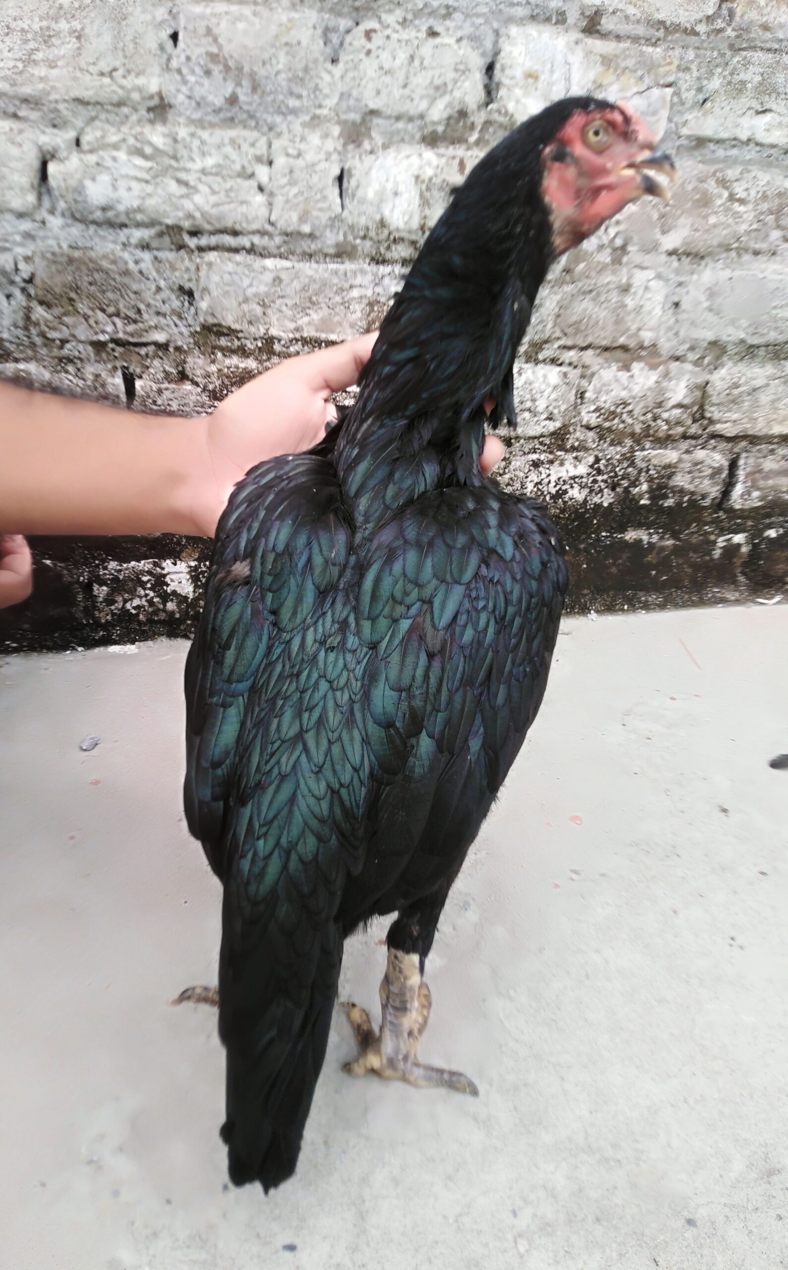 Aseel high quality mushki madi..