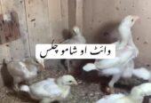 White oh shamo chicks
