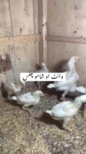 White oh shamo chicks