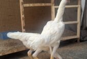 Shamoo 6 months old pair with 2 weeks old chicks for sale