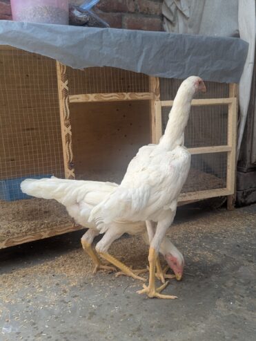 Shamoo 6 months old pair with 2 weeks old chicks for sale