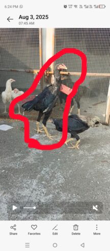 Aseel Shamoo black