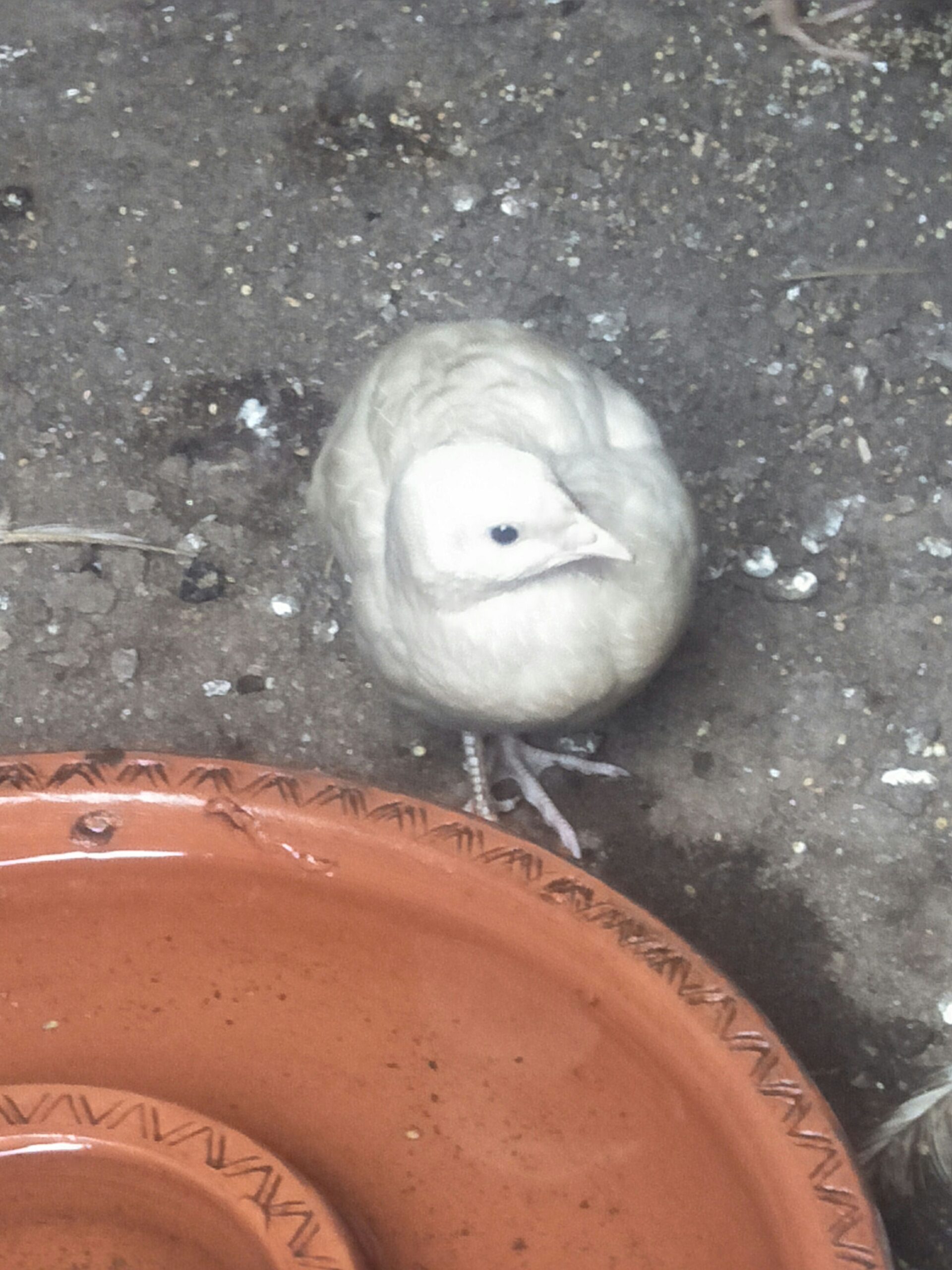 Beautiful bateir pair for sale ha urgently pair egg lay kar raha ha